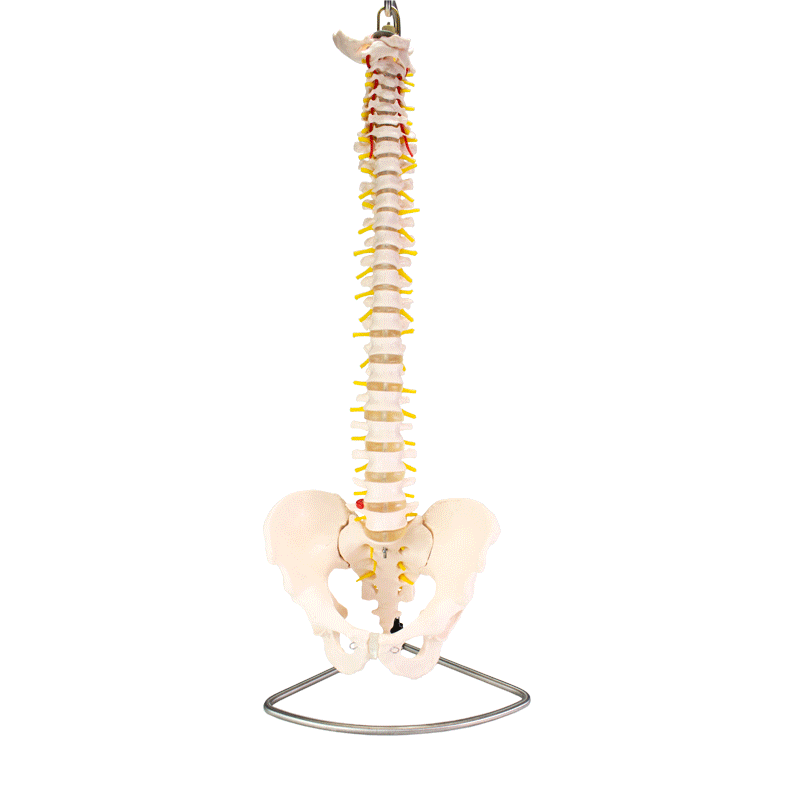 Anatomical Lifesize Spine With Pelvis Model