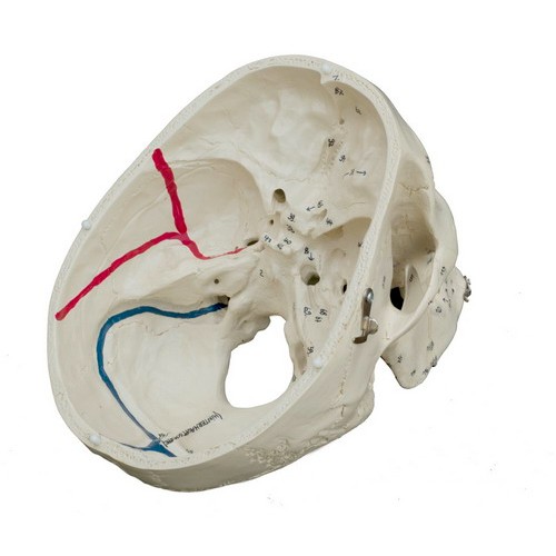 Rudiger Special Anatomical Skeleton Inside