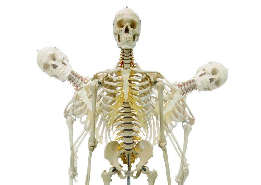 Rudiger Flexible Anatomical Skeleton Model in Action