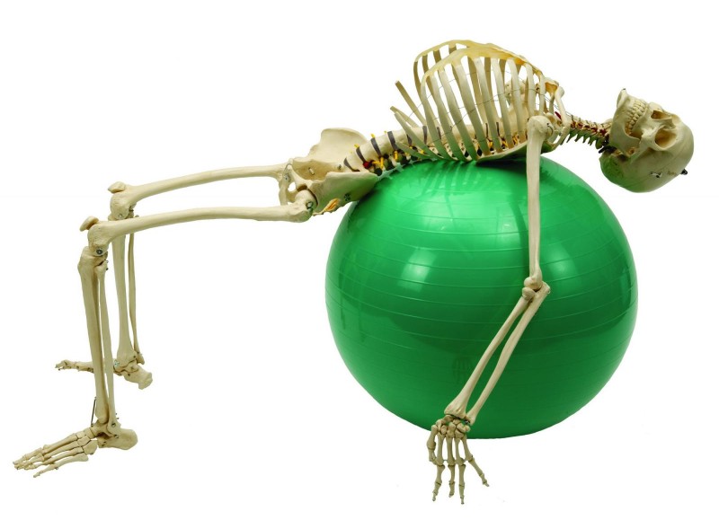 Rudiger Anatomic Model Skeleton in Action