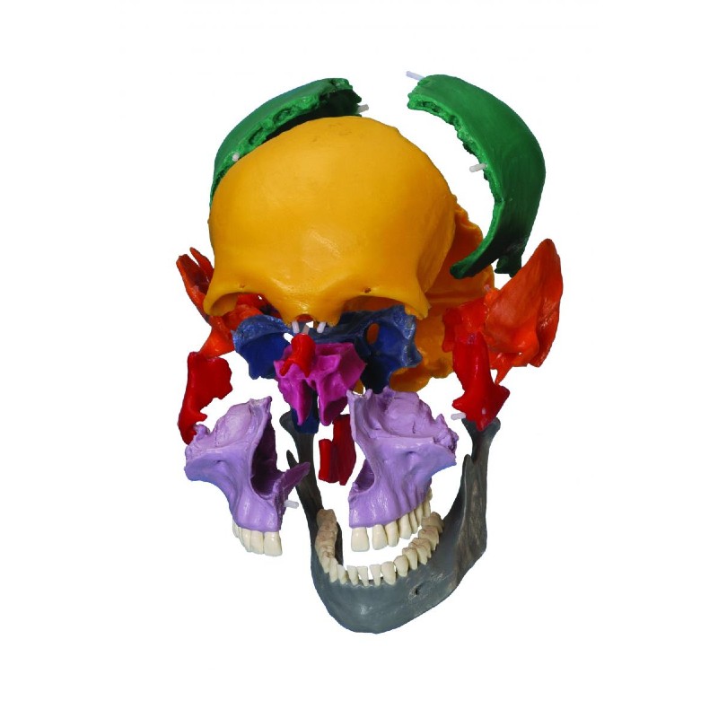 Rudiger Coloured Dissectible Teaching Skull