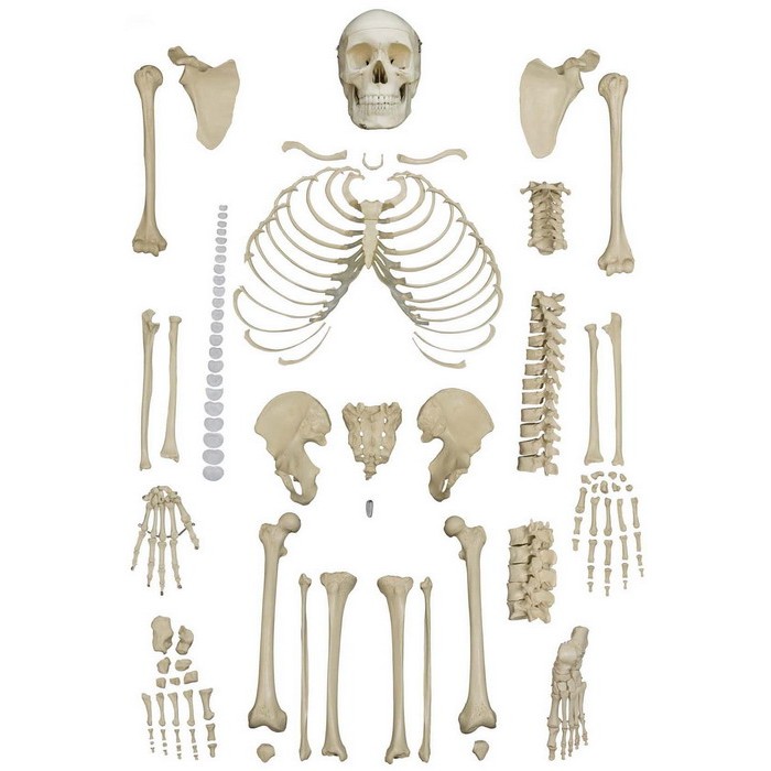 Rudiger Disarticulated Skeleton Model - MedicalSupplies.co.uk