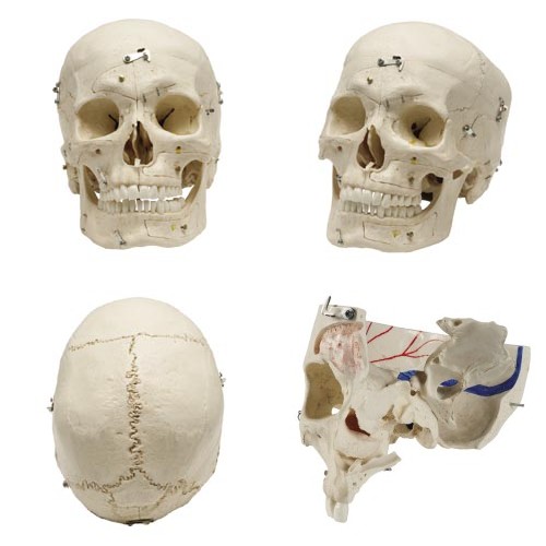 Rudiger Anatomical Demonstration Skull Dissected