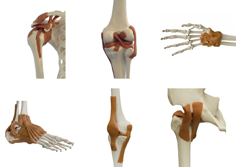 Rudiger Anatomical Skeleton Model Ligaments