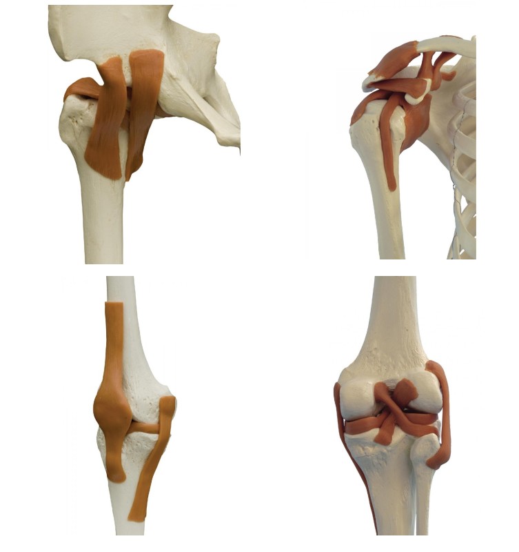 Rudiger Anatomical Skeleton Model Ligaments