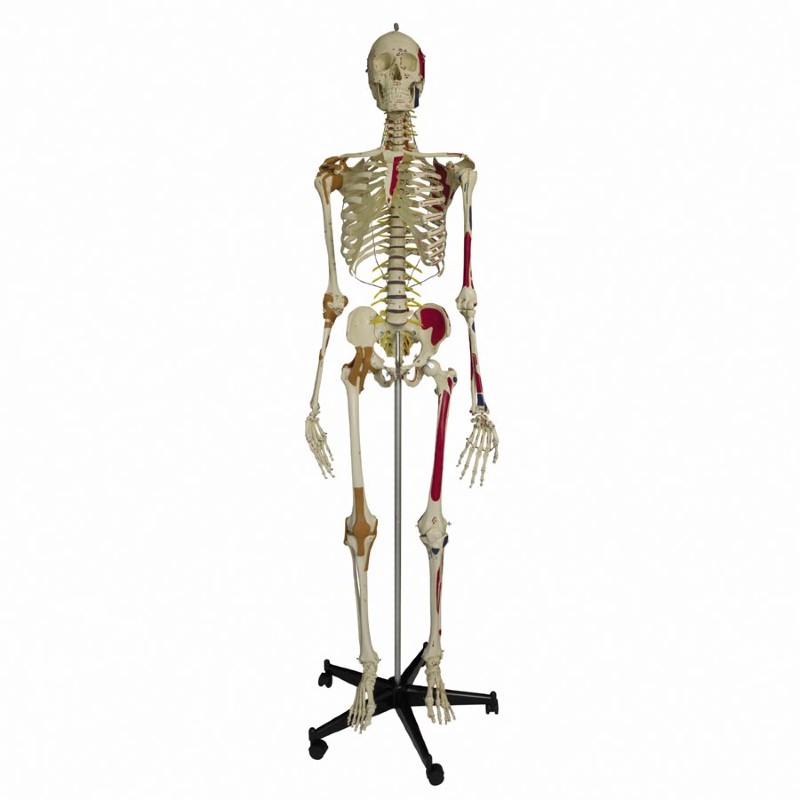 Rudiger Flexible Super Model Skeleton - MedicalSupplies.co.uk