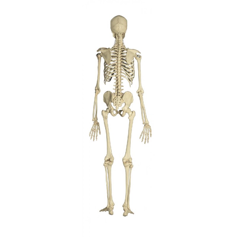 Rudiger Model Skeleton With Stand - MedicalSupplies.co.uk