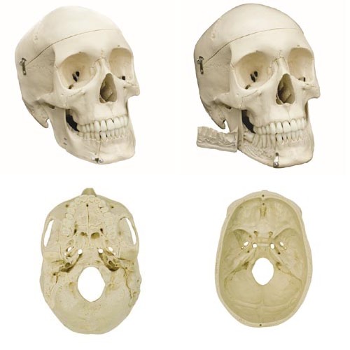 Rudiger Model Skull Dissected