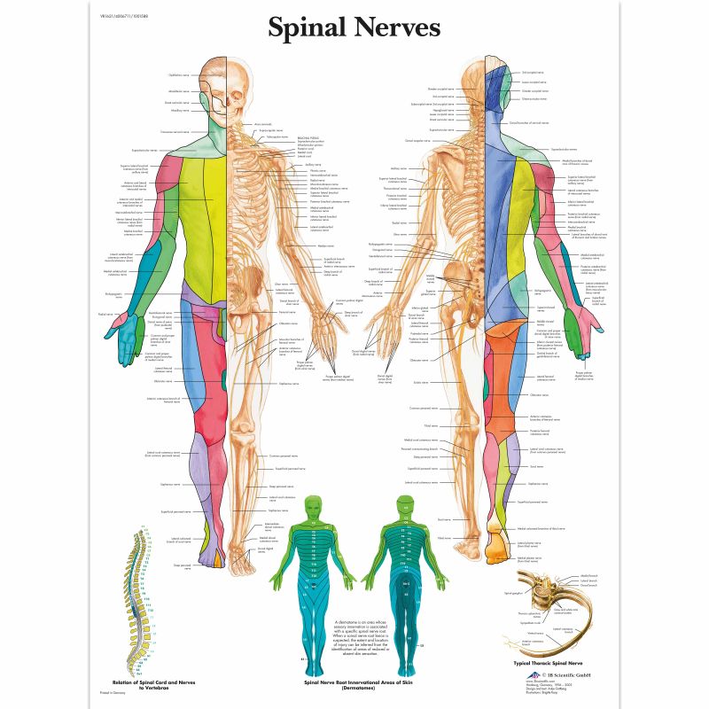 Spinal Nerves Chart MedicalSupplies.co.uk