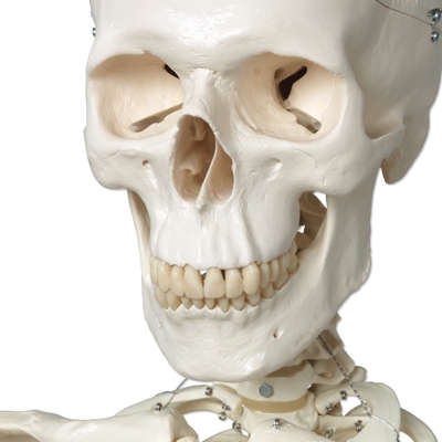 Skeleton Stan's Skull Detail