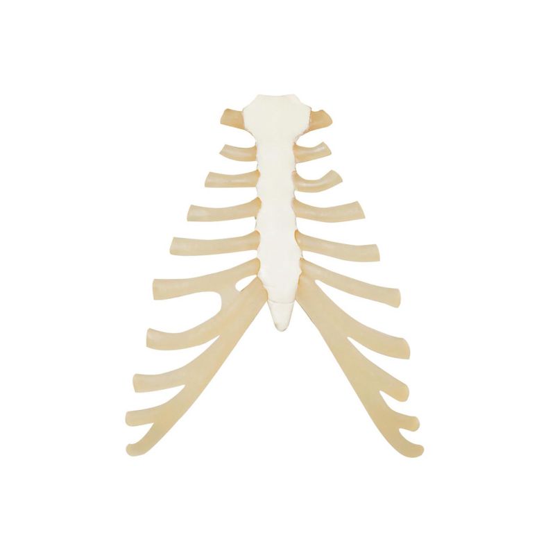 Sternum with Rib Cartilage Replica - MedicalSupplies.co.uk