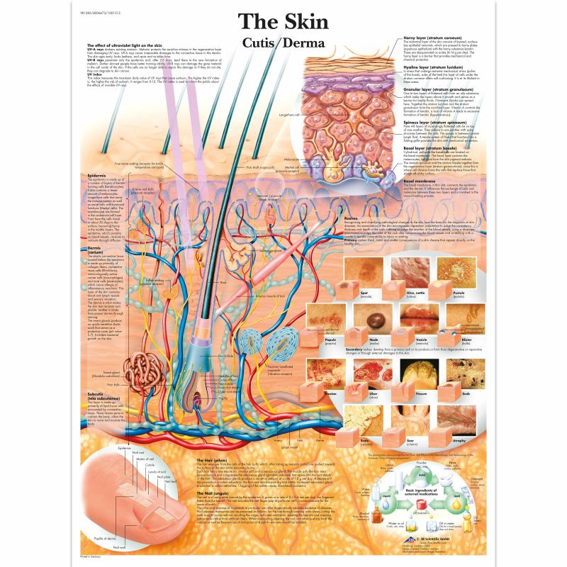 Skin Chart (Paper) 