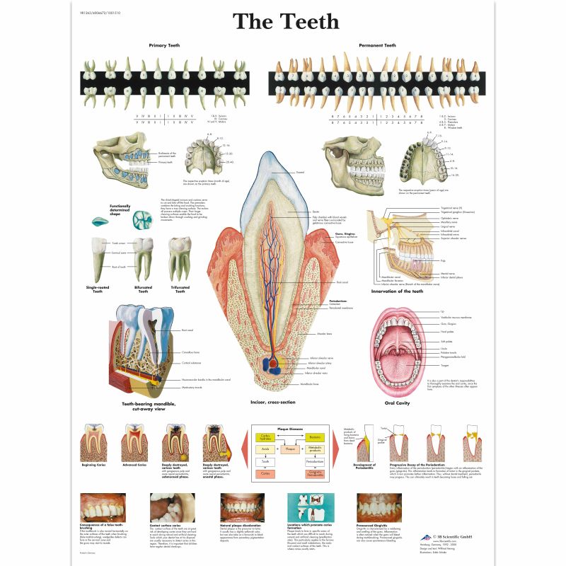 Teeth Number Chart Uk