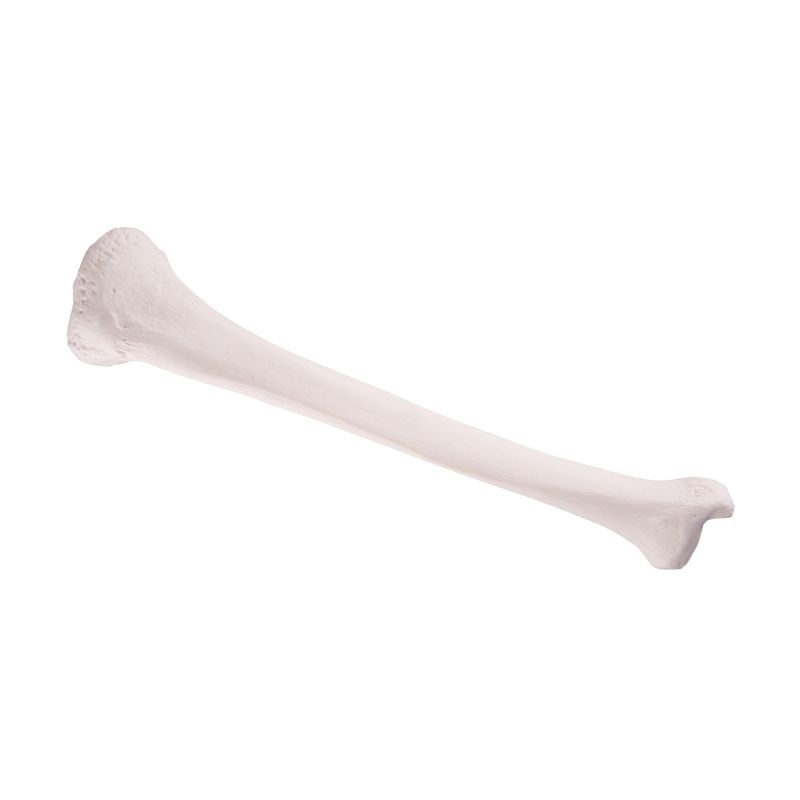Tibia Anatomy And Function Images
