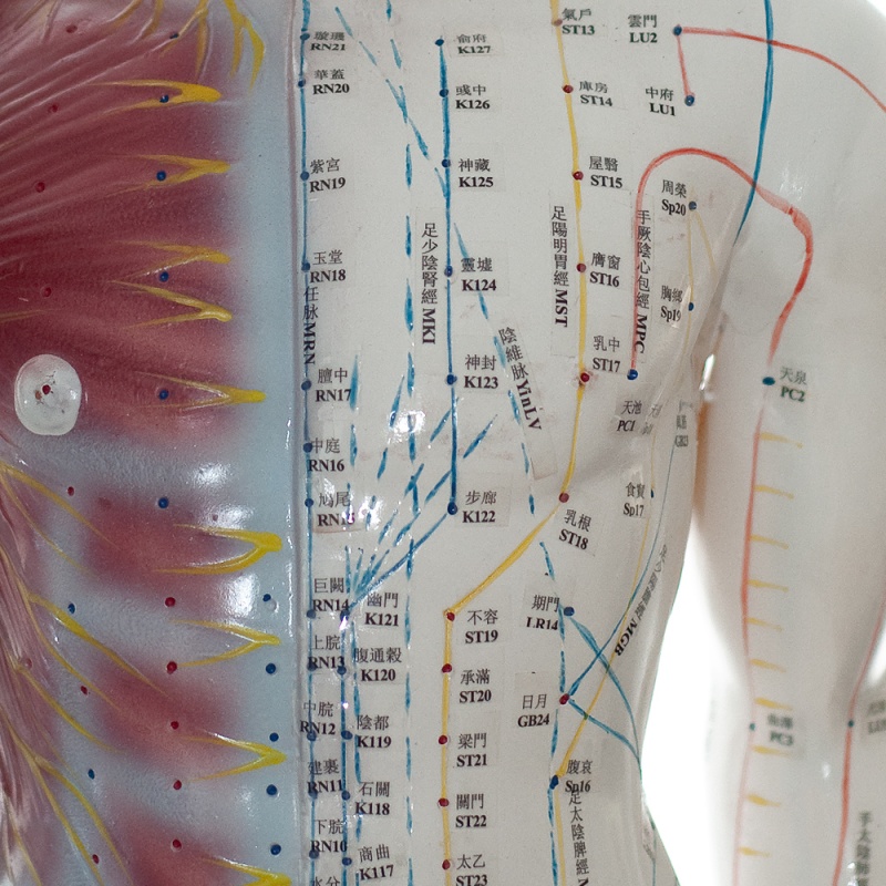Two-Sided Acupuncture Model with Muscles - MedicalSupplies.co.uk