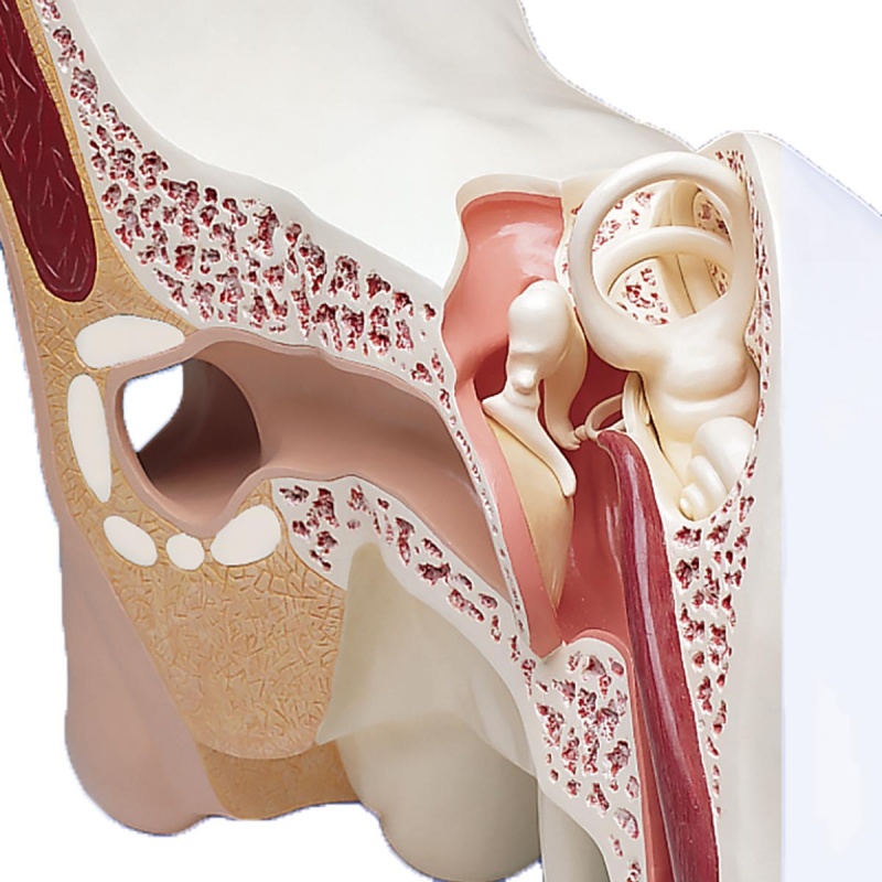 World's Largest Ear Model (3-Part) - MedicalSupplies.co.uk
