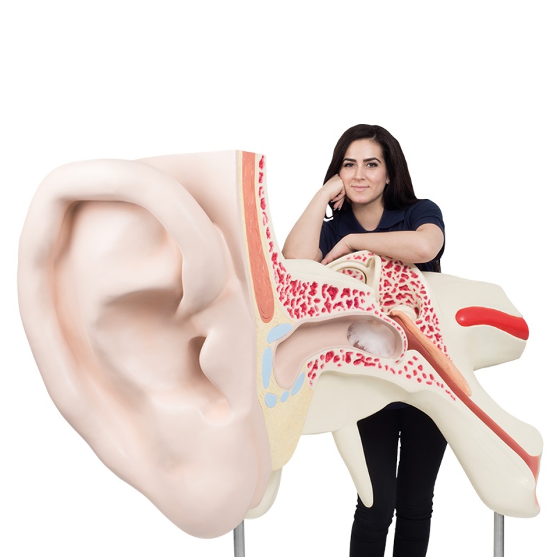 World's Largest Ear Model (3Part) MedicalSupplies.co.uk