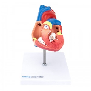 Heart Models - MedicalSupplies.co.uk