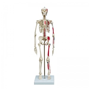 Rudiger Mini Human Skeleton Model with Muscle Painting