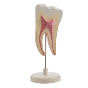 Molar and Incisor Tooth Models - MedicalSupplies.co.uk