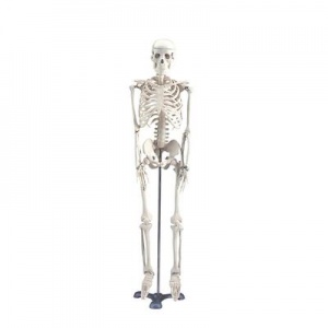 Anatomical Miniature Skeleton Model