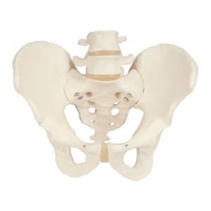 Pelvic Skeleton Model (Male)