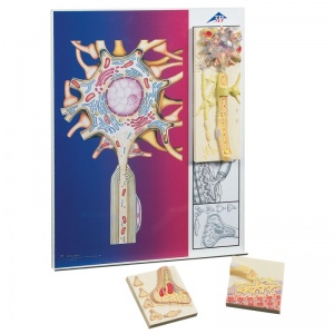 Physiology of Nerves Model