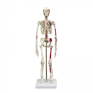 Rudiger Mini Human Skeleton Model with Flexible Spine and Muscle Painting