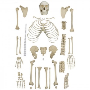 Rudiger Disarticulated Anatomical Skeleton Model with 4-Part Skull