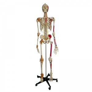 Rudiger Super-Duper Life-Size Anatomical Skeleton Model
