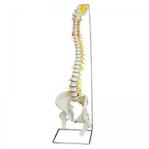 Rudiger Flexible Life-Size Anatomical Spine Model with Female Pelvis