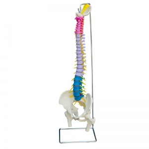 Rudiger Flexible Life-Size Coloured Anatomical Spine Model