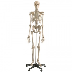 Rudiger Life-Size Anatomical Skeleton Model with Stand