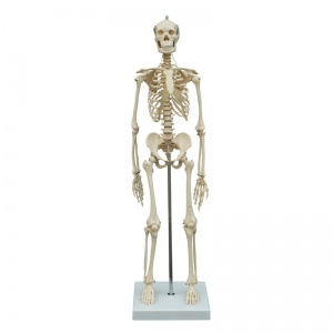 Rudiger Mini Human Skeleton Model