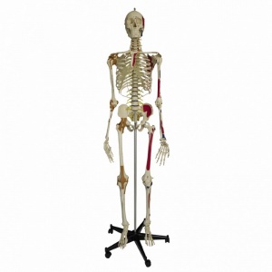 Rudiger Flexible Super Anatomical Skeleton Model with Ligaments and Muscles