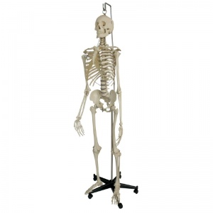 Hanging Stand for the Rudiger Human Skeleton Model Life Size