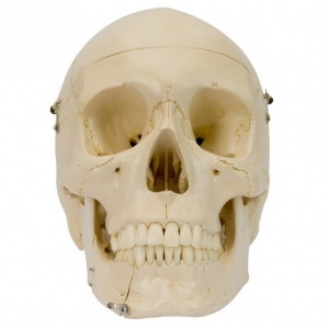 Rudiger Structure Coloured Anatomical Skull Model