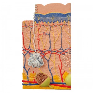 Skin Model (3-Part) - MedicalSupplies.co.uk