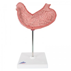 Stomach Model (2-Part) - MedicalSupplies.co.uk