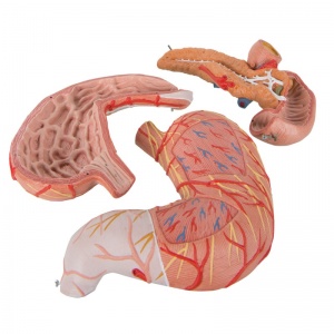 Digestive System Models - MedicalSupplies.co.uk
