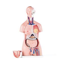 Unisex Torso Anatomical Model (40 Parts)