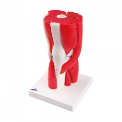 12-Part Knee Joint with Removable Muscles