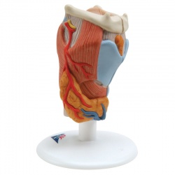 2-Part Larynx Model (2 Times Full-Size)