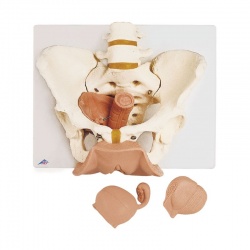 3-Part Female Pelvic Skeleton with Genital Organs