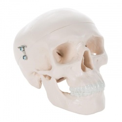 School Teaching-Learning Tool Mini Human Skull Model 3 Parts Palm-Sized Anatomy Skull Model with Removable Skull Cap & Full Set Teeth Fun Decorations Halloween Decorations Pirate Themed Decorations 