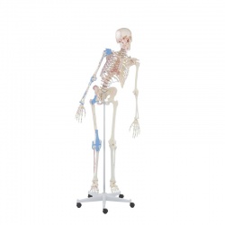 Erler-Zimmer Flexible Skeleton Model ''Max'' (With Muscles and Ligaments)