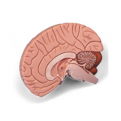 2-Part Brain Model