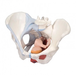 4-Part Female Pelvis Model