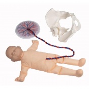 Erler-Zimmer Foetus Doll with Placenta and Pelvis