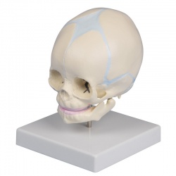 Erler-Zimmer Fetal Skull Model with Stand (30 Weeks)